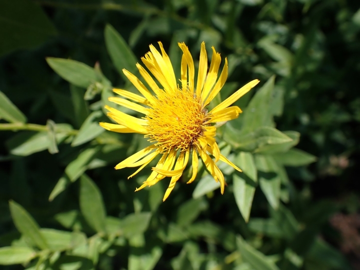 Девясил высокий (inula helenium l.)