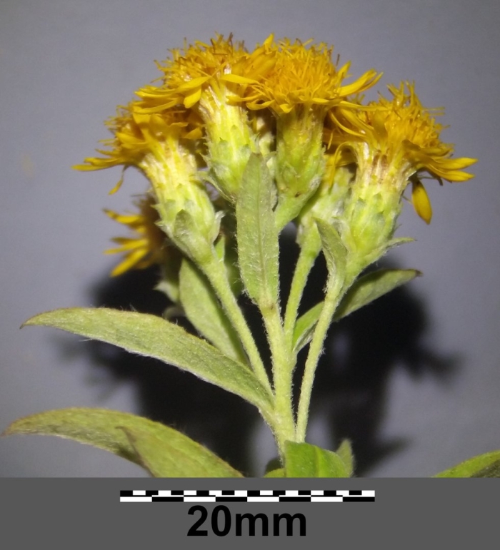 Девясил германский inula germanica
