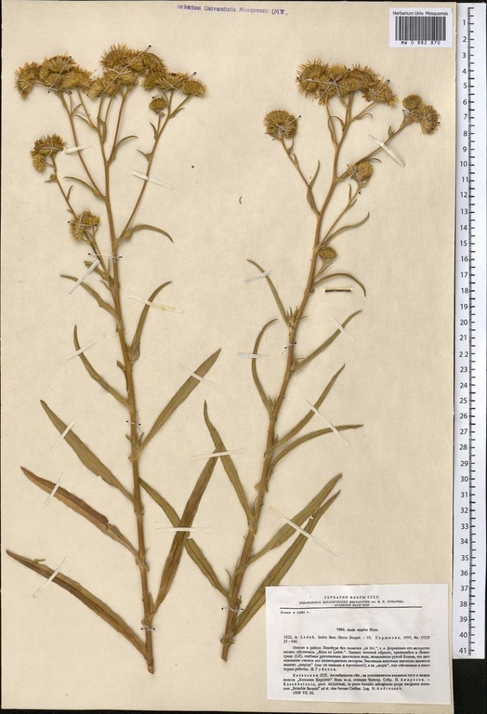 Девясил каспийский