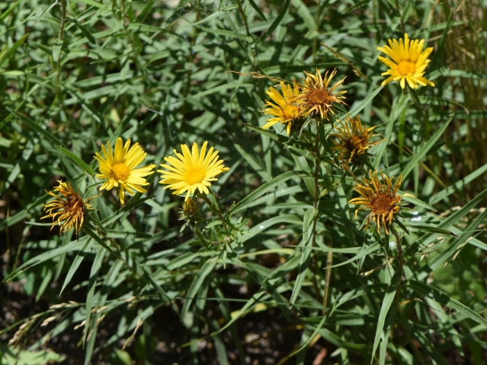 Девясил мечелистный