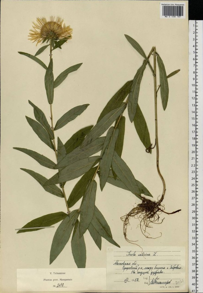 Девясил восточный inula orientalis