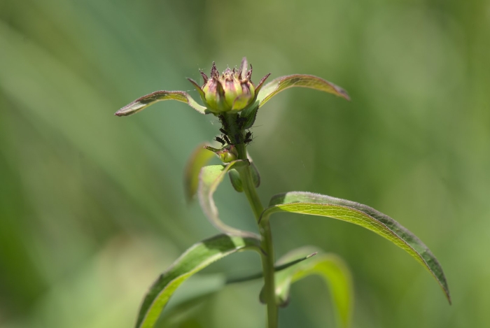Helianthus tuberosus