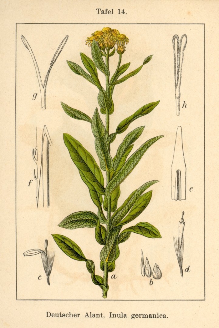 Бессмертник песчаный ботаника