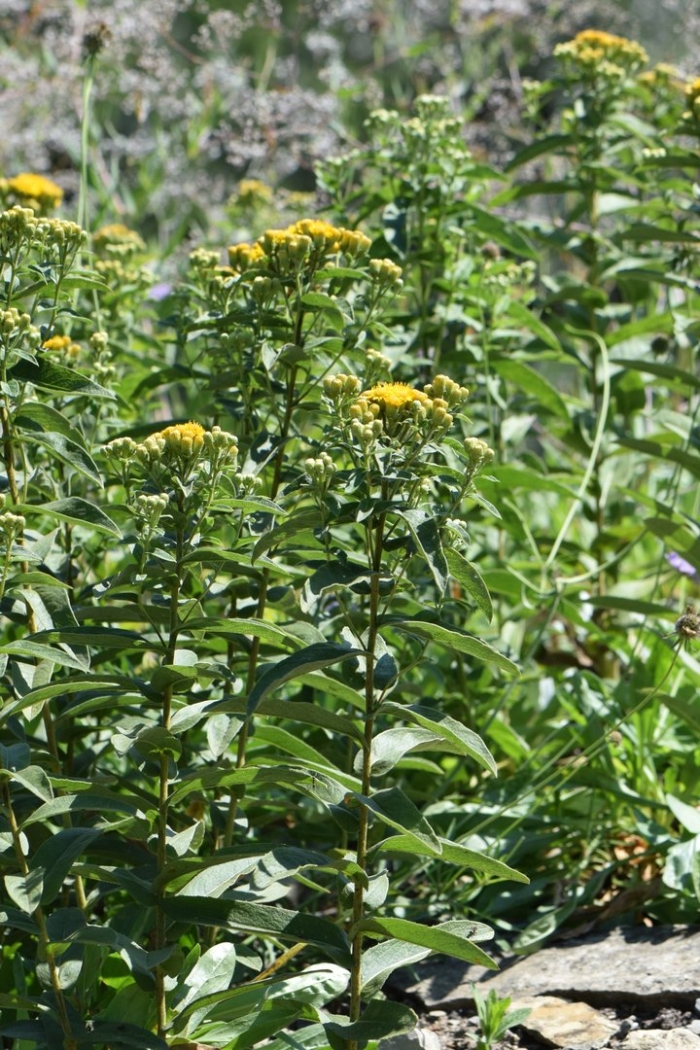 Senecio sarracenicus