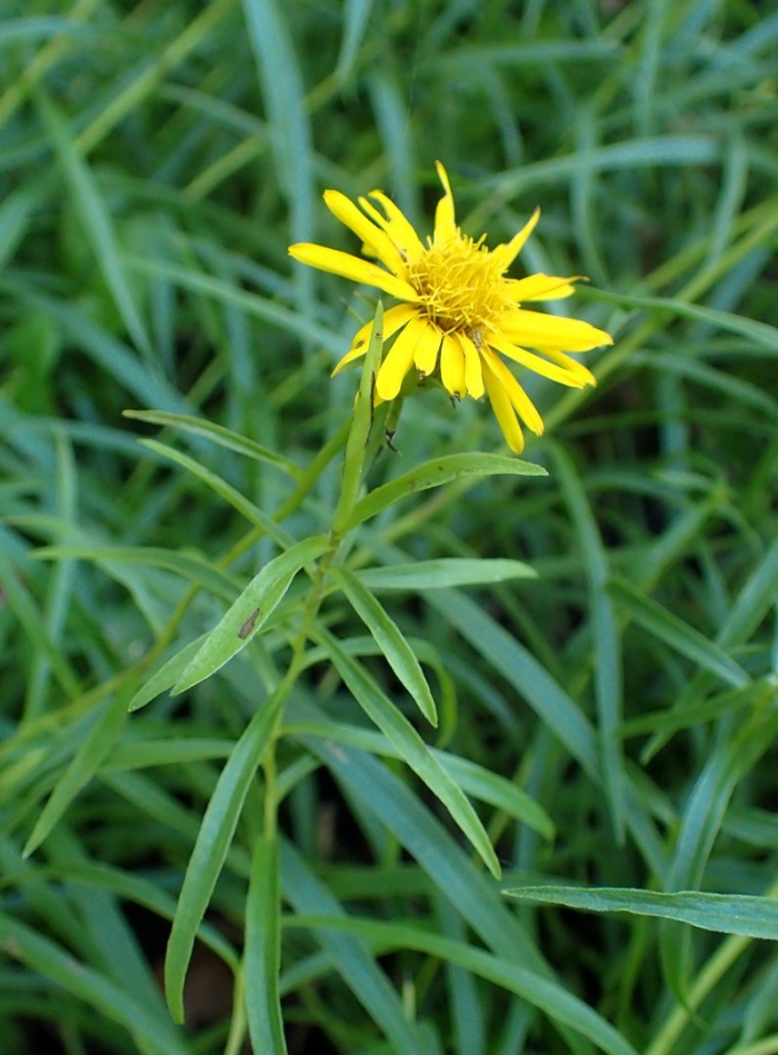 Inula ensifolia