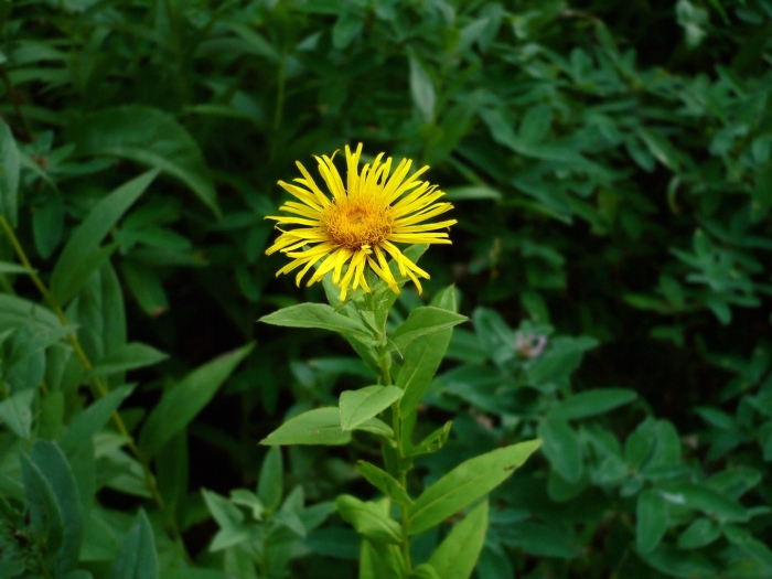 Девясил высокий