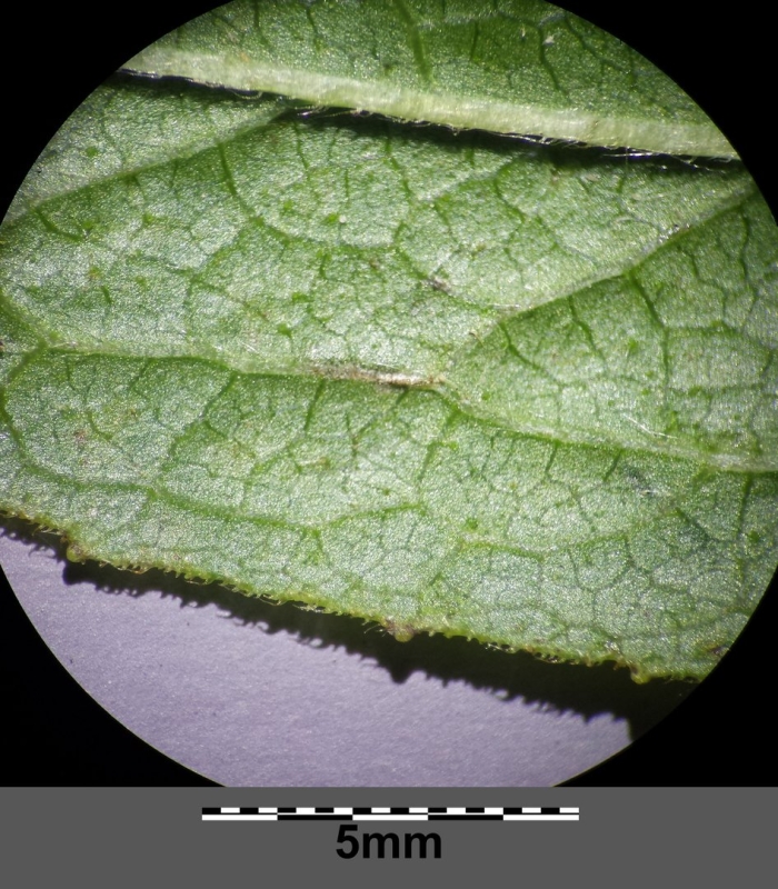 Паутинный клещ на огурцах