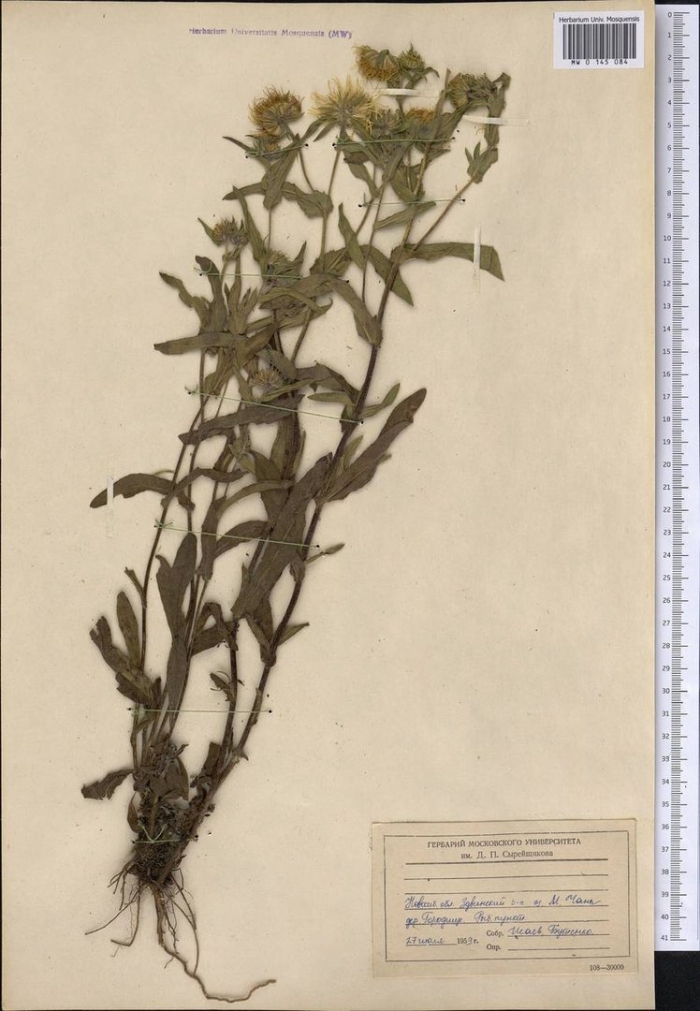 Девясил британский гербарий