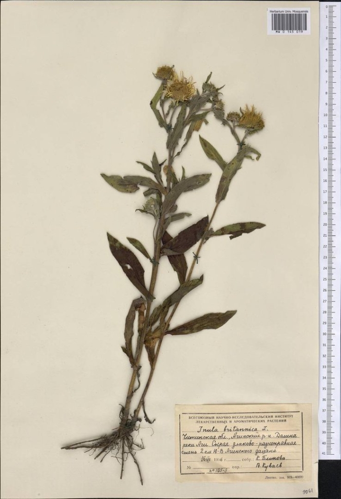 Девясил британский