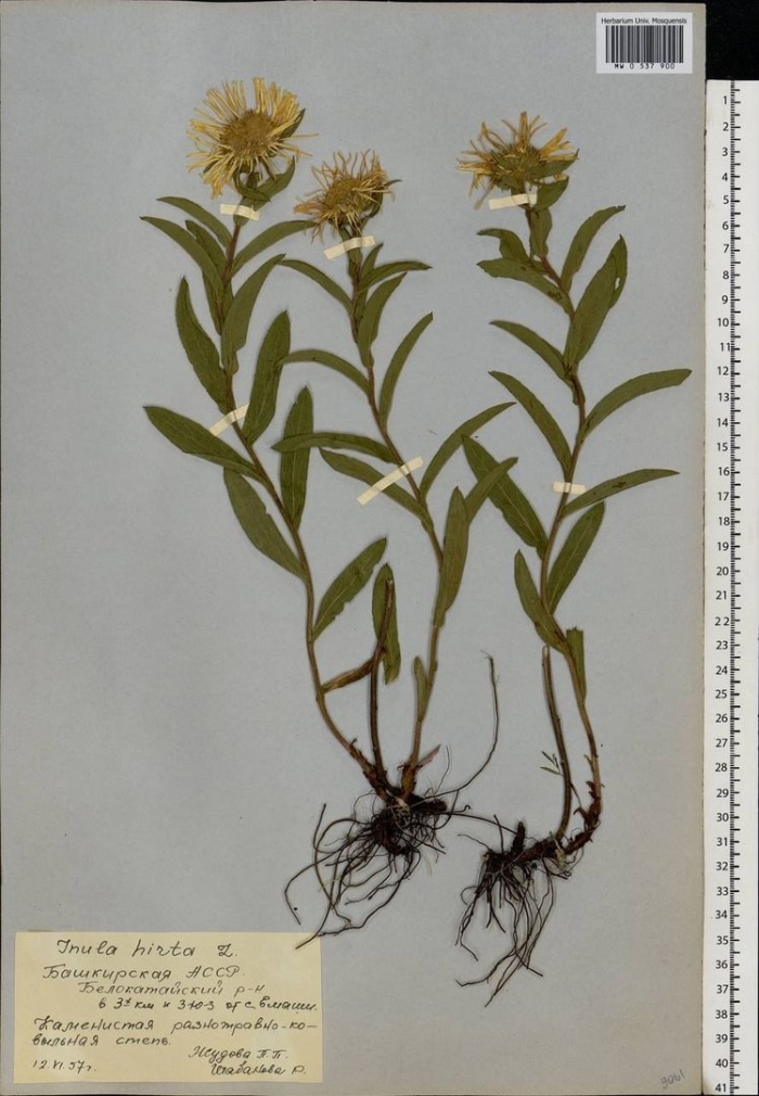 Девясил шершавый inula hirta