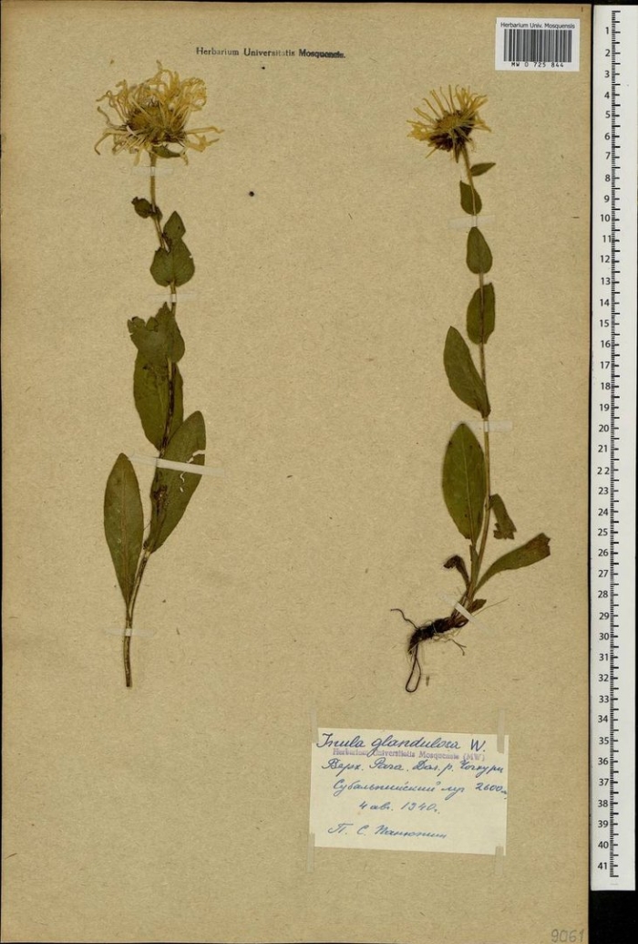 Девясил листья