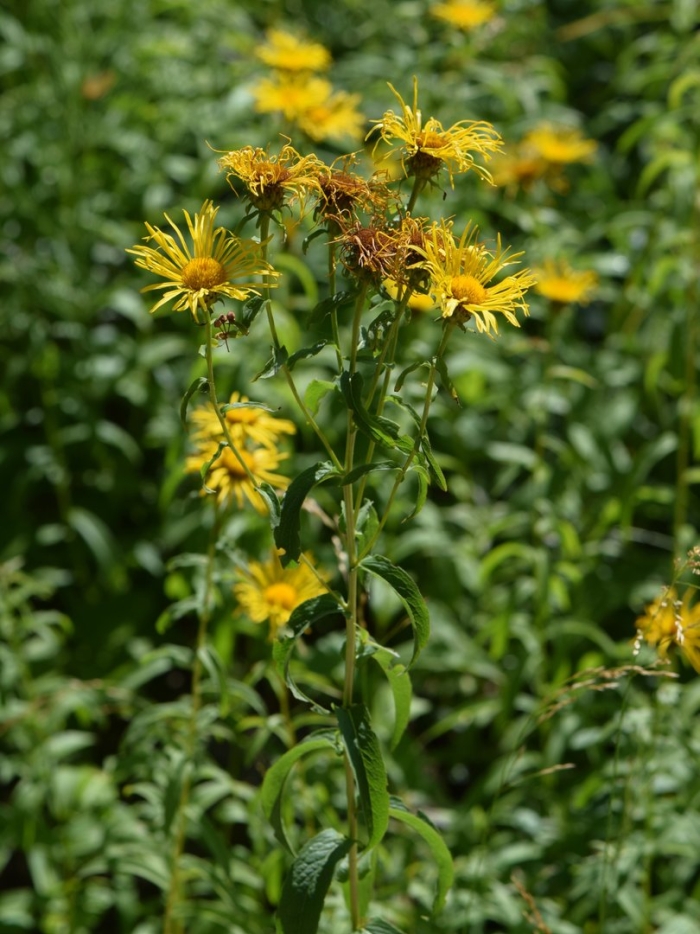 Девясил британский inula britannica