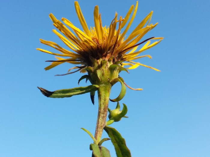 Inula acaulis