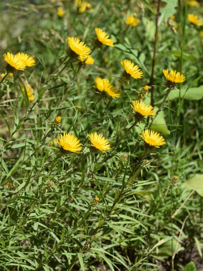 Девясил британский inula britannica