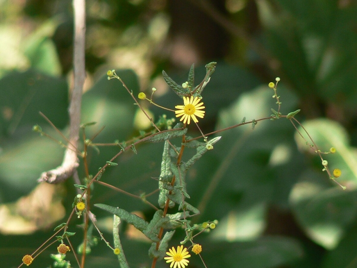 Pentanema spiraeifolium