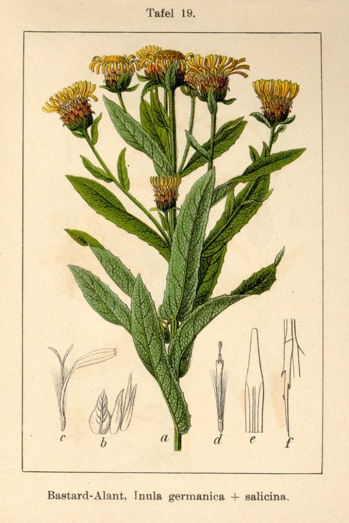 Tripolium pannonicum