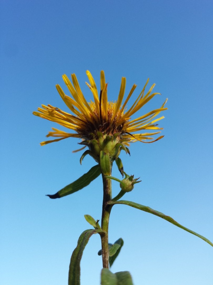 Inula salicina