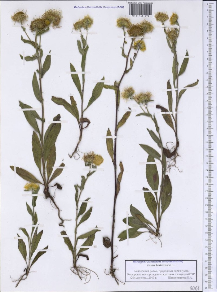 Ястребинка зонтичная hieracium umbellatum