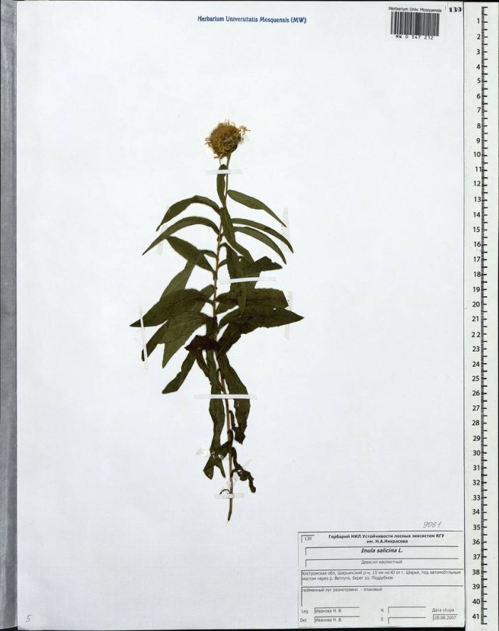 Девясил иволистный гербарий
