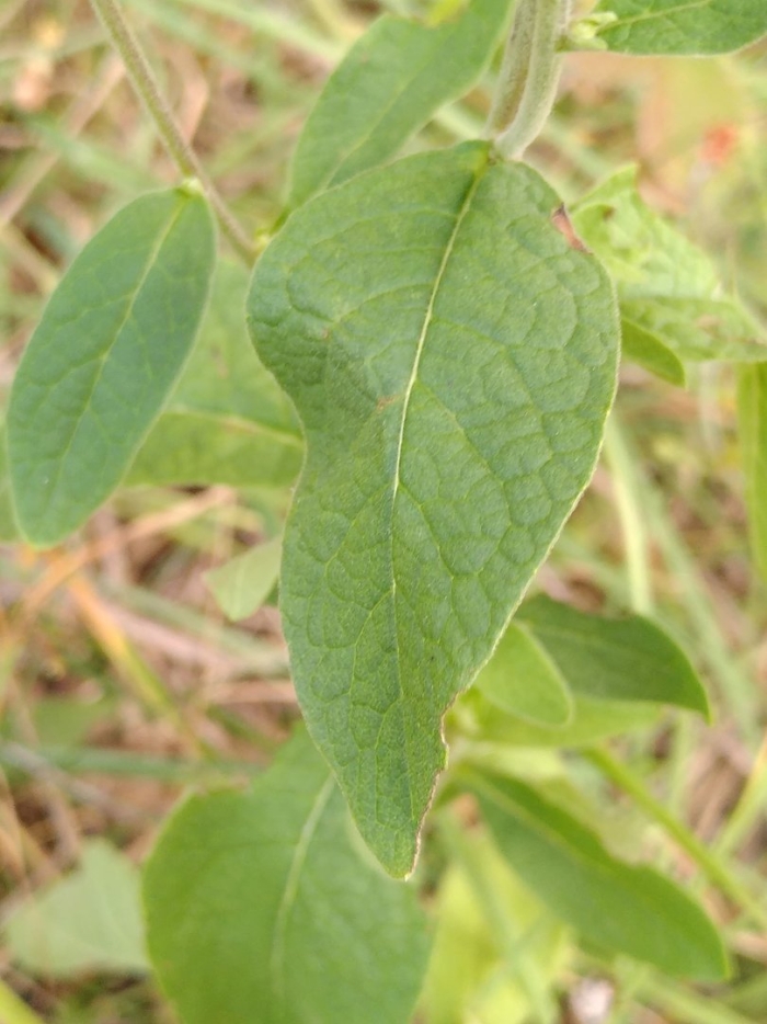 Pentanema squarrosum