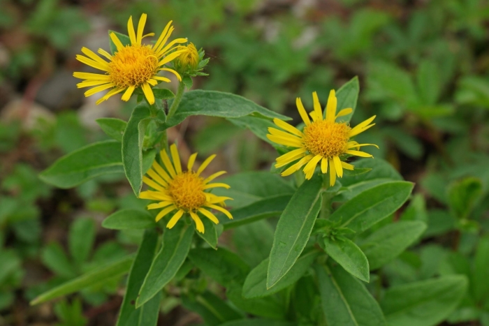 Девясил британский