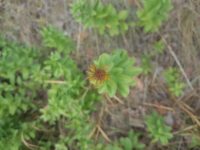 Rhodiola rosea