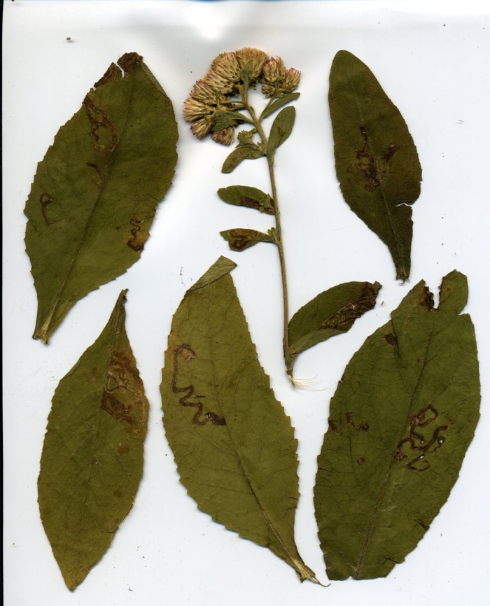 Herbarium specimen