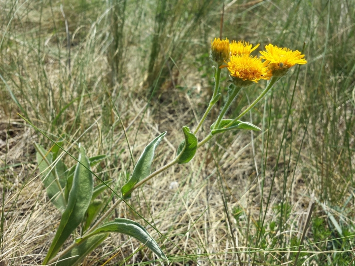 Inula oculus christi