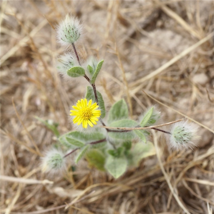 Гринделия растопыренная