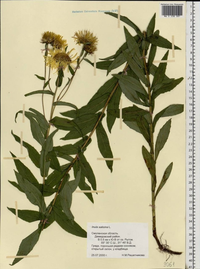 Inula salicina