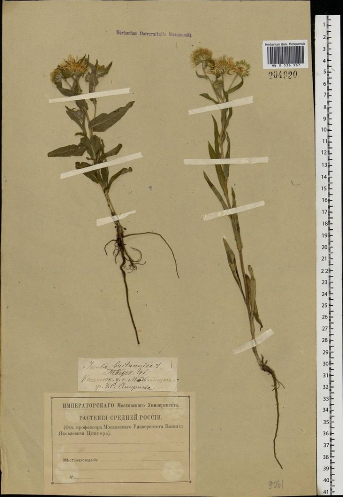 Девясил британский формула цветка