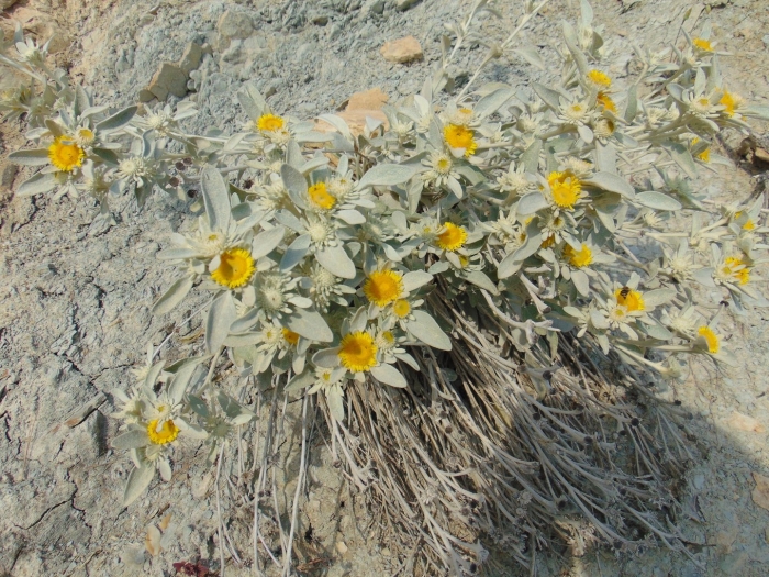 Encelia farinosa
