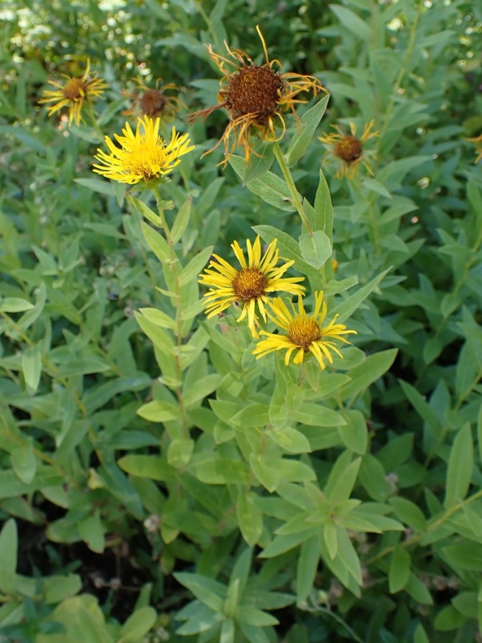 Inula helenium