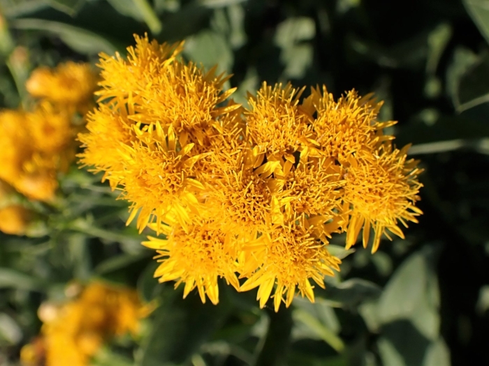 Rhithrogena germanica