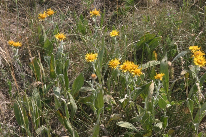 Balsamorhiza sagittata