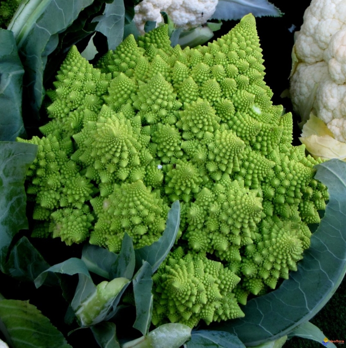 Капуста романеско цветная