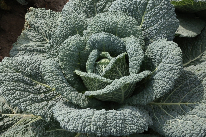 Brassica oleracea var ramosa