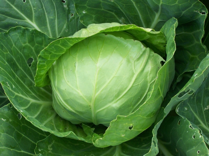 Капуста акира