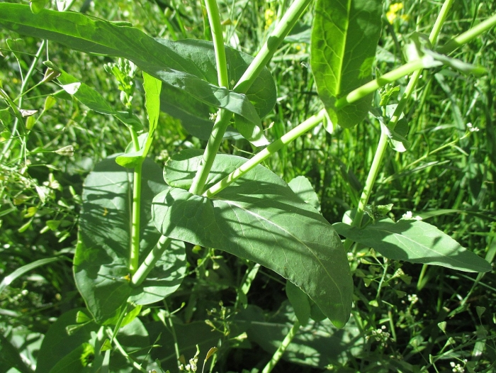 Капуста полевая плантариум