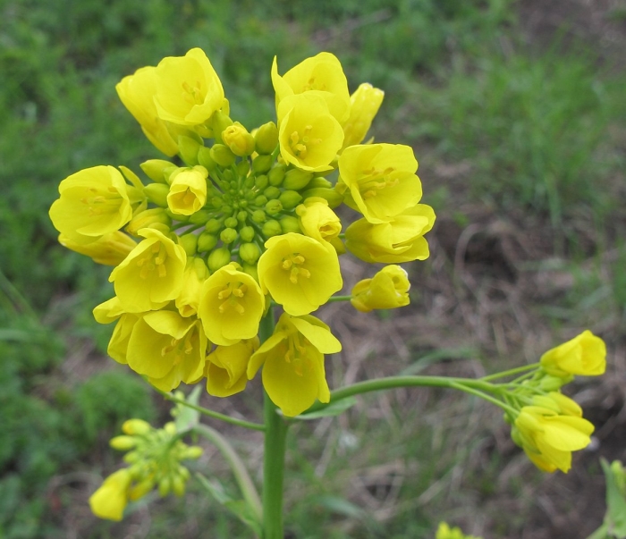 Brassica rapa