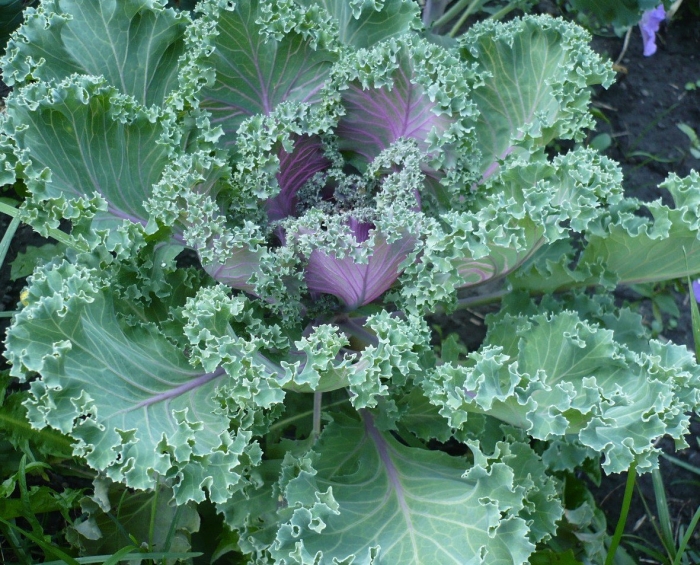 Brassica oleracea var viridis
