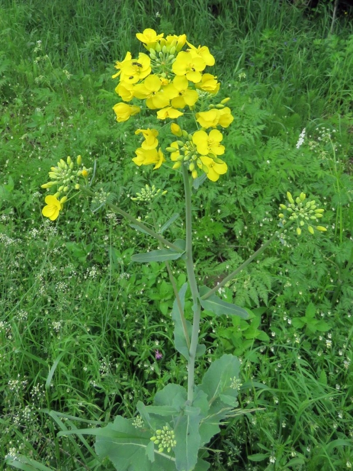 Brassica campestris