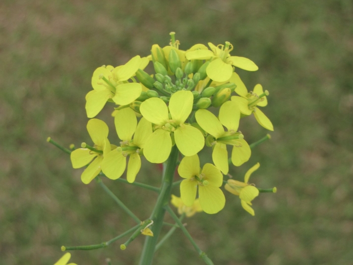 Горчица сарептская brassica juncea