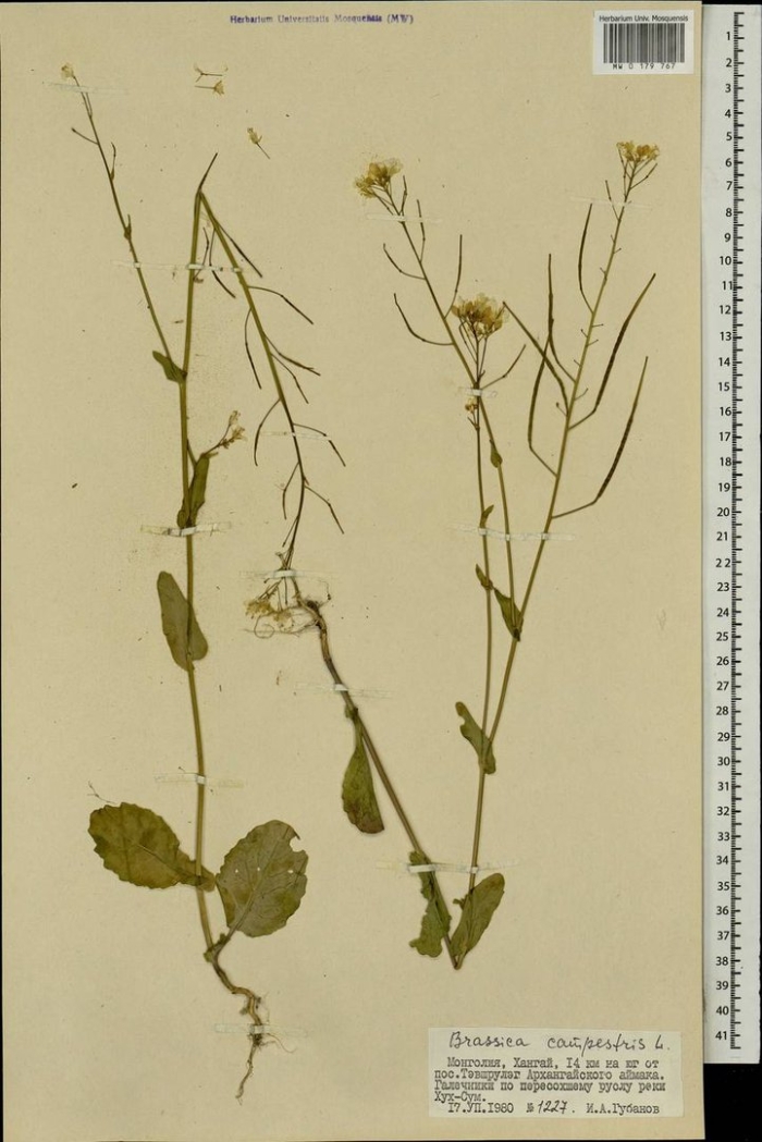 Brassica rapa subsp sylvestris