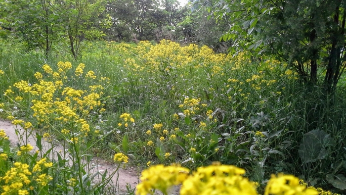 Сурепка свербига восточная