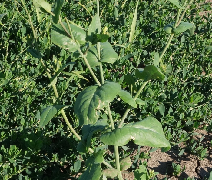 Brassica campestris l