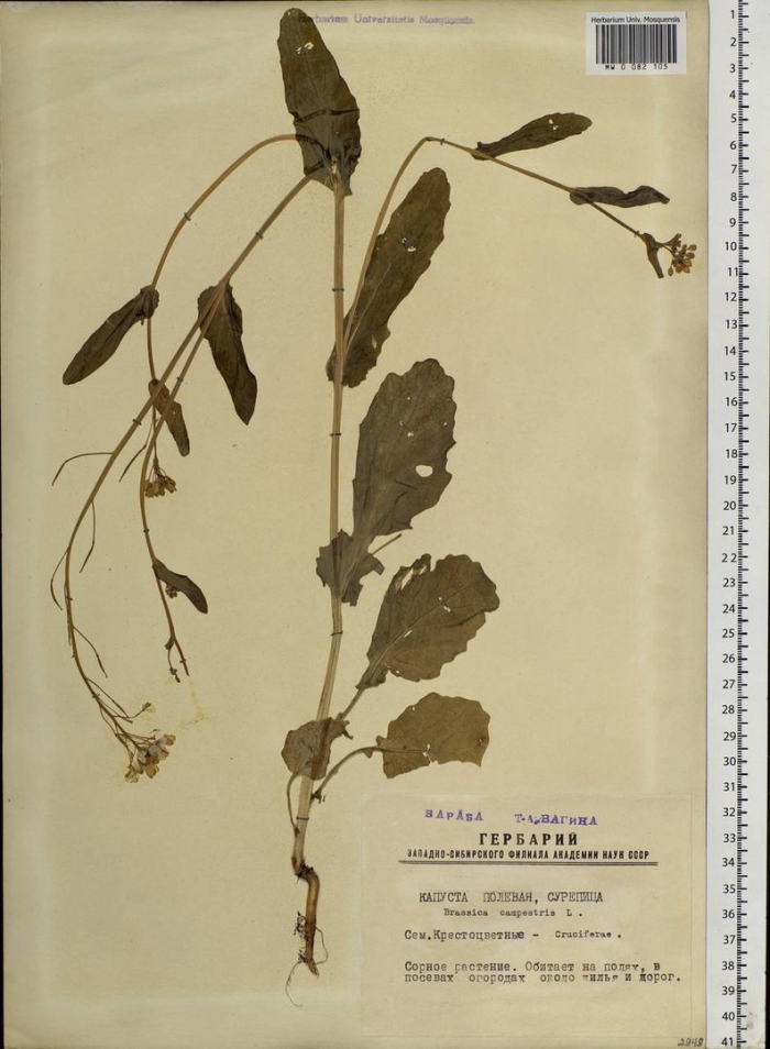 Редька дикая гербарий