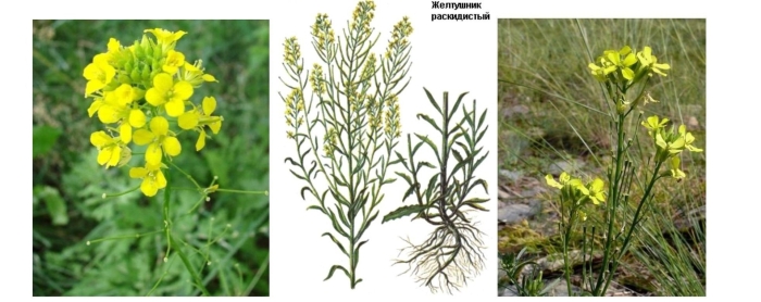 Крестоцветные желтушник левкойный