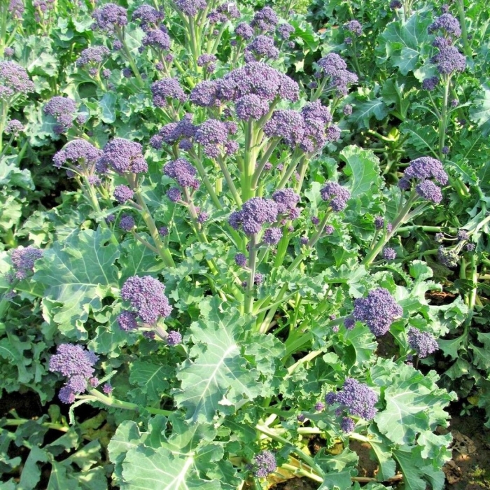 Брокколи пурпурная королева