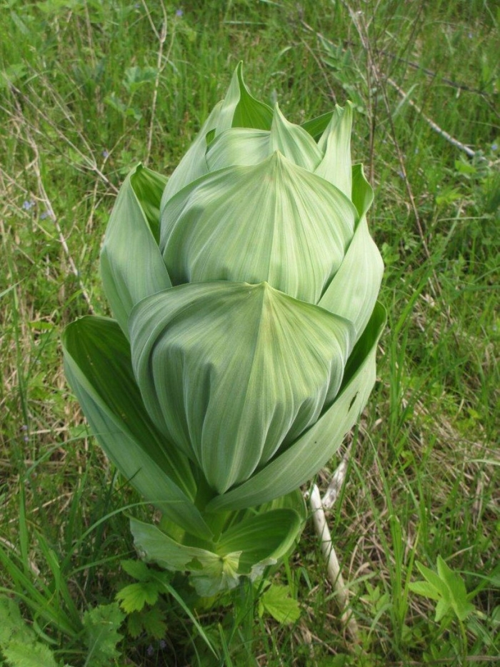 Дикая черноморская капуста